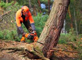 Best Storm Damage Tree Cleanup  in Franklinton, NC