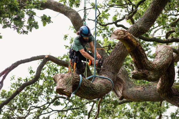 Best Commercial Tree Services  in Franklinton, NC