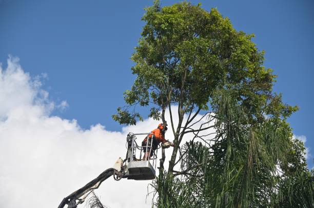 Best Tree Trimming and Pruning  in Franklinton, NC