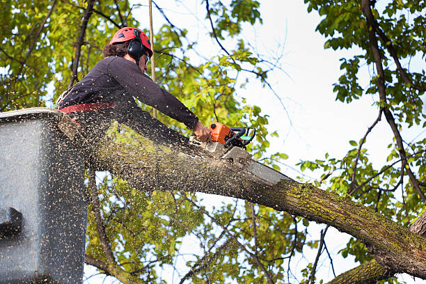 Best Pest Control for Lawns  in Franklinton, NC