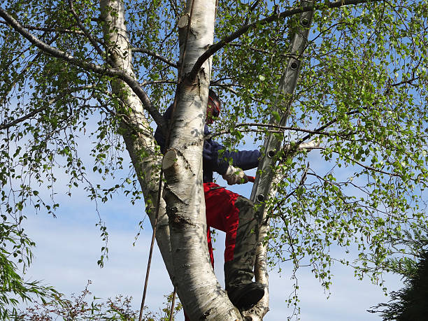 Best Tree Mulching  in Franklinton, NC