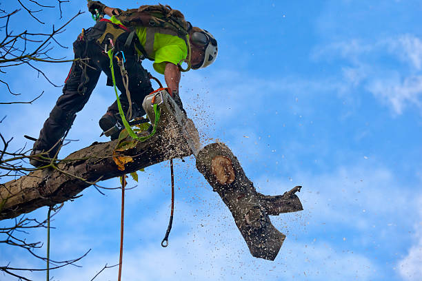 Best Tree Preservation Services  in Franklinton, NC